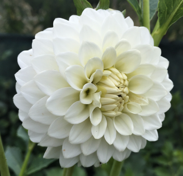 Dahlia Petra's Wedding